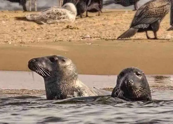 Mulberry House Dom wakacyjny Gdańsk
